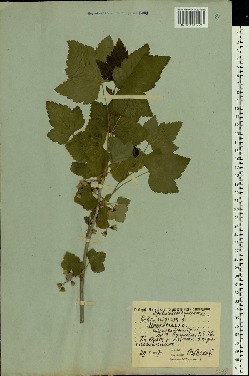Ribes nigrum L., Eastern Europe, Moscow region (E4a) (Russia)