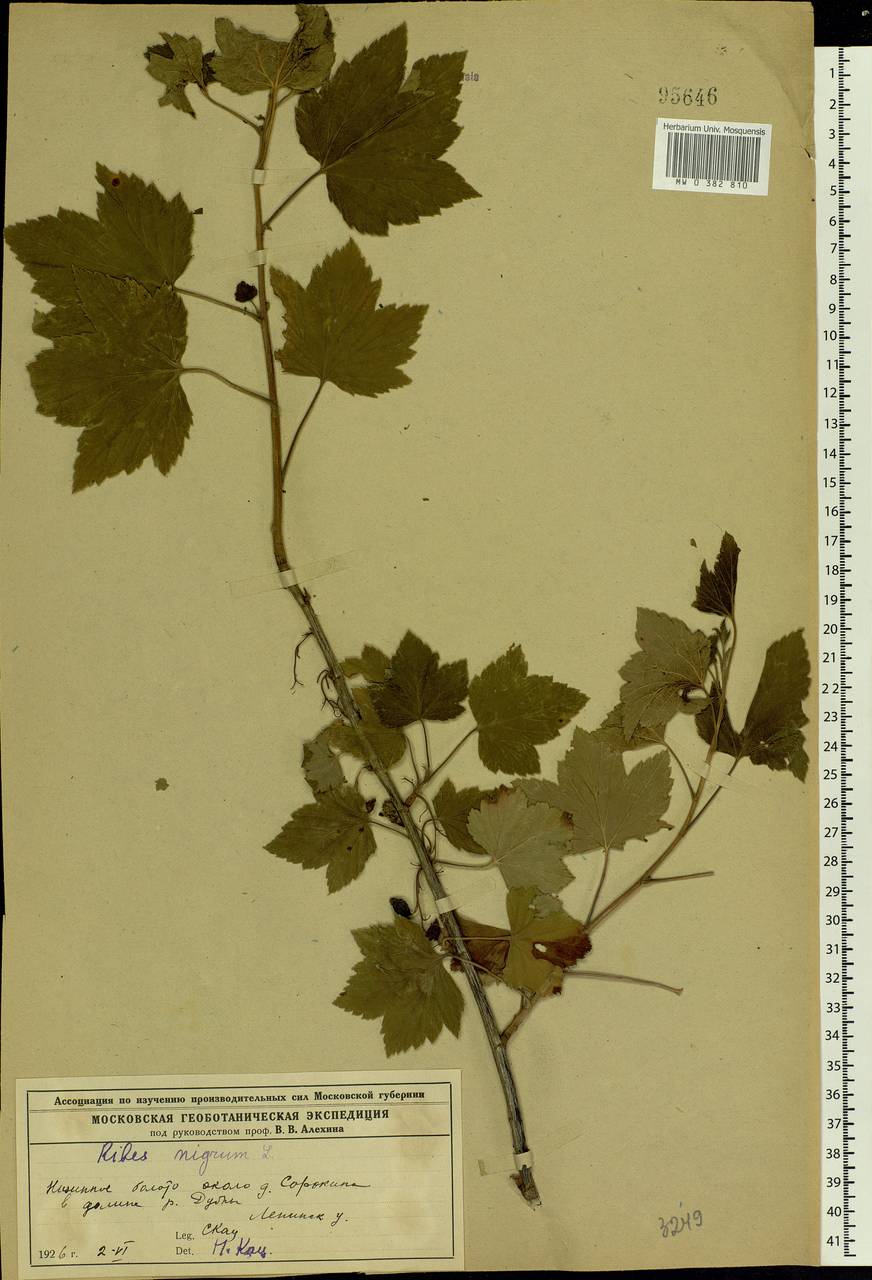 Ribes nigrum L., Eastern Europe, Moscow region (E4a) (Russia)