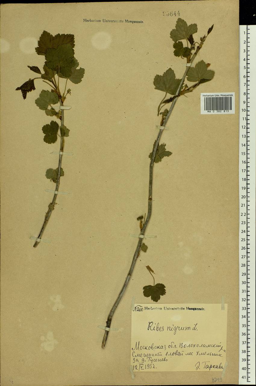 Ribes nigrum L., Eastern Europe, Moscow region (E4a) (Russia)