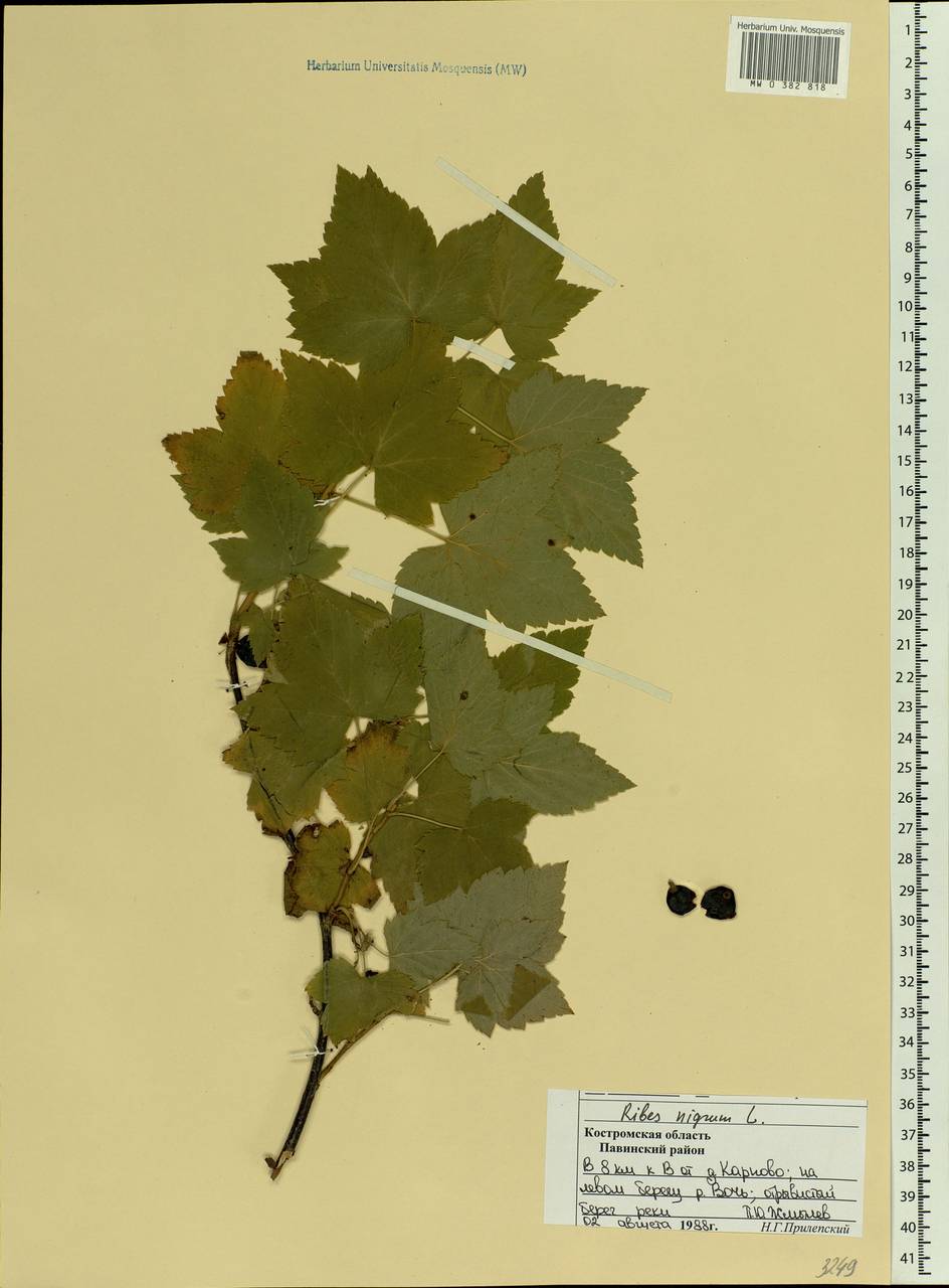 Ribes nigrum L., Eastern Europe, Central forest region (E5) (Russia)