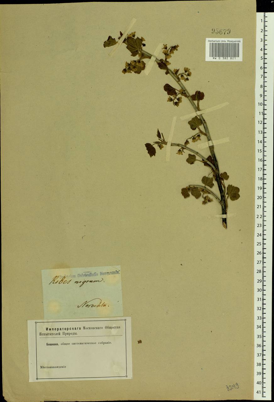 Ribes nigrum L., Eastern Europe, Central forest region (E5) (Russia)