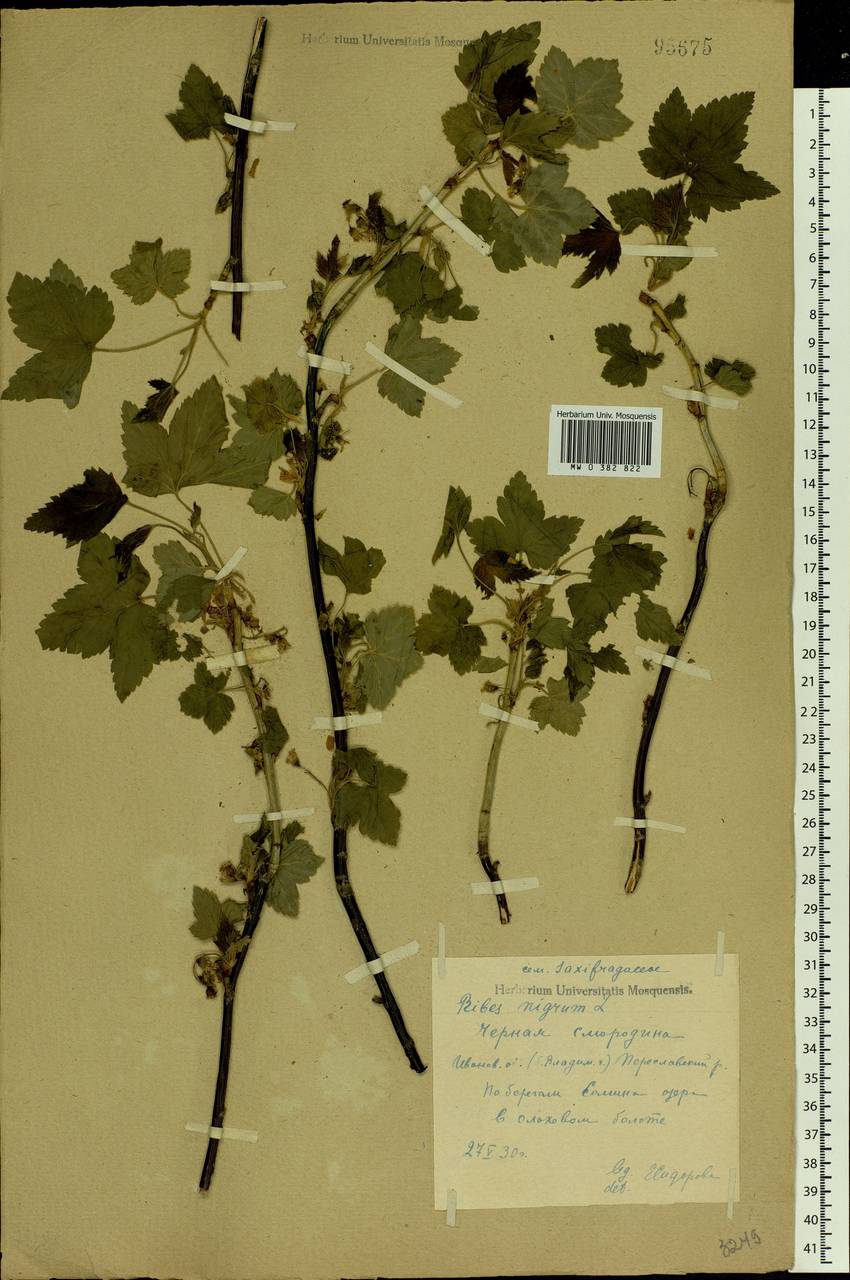Ribes nigrum L., Eastern Europe, Central forest region (E5) (Russia)