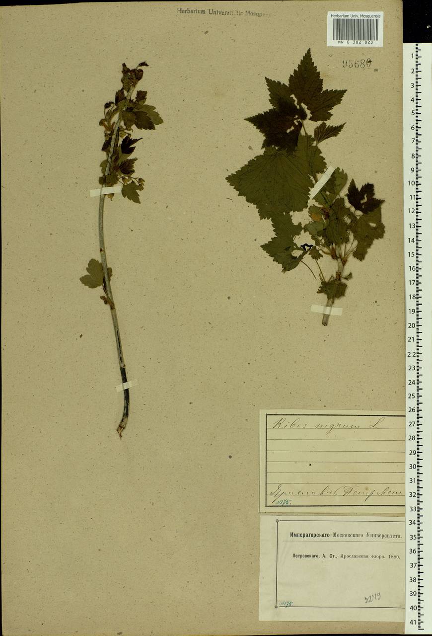 Ribes nigrum L., Eastern Europe, Central forest region (E5) (Russia)