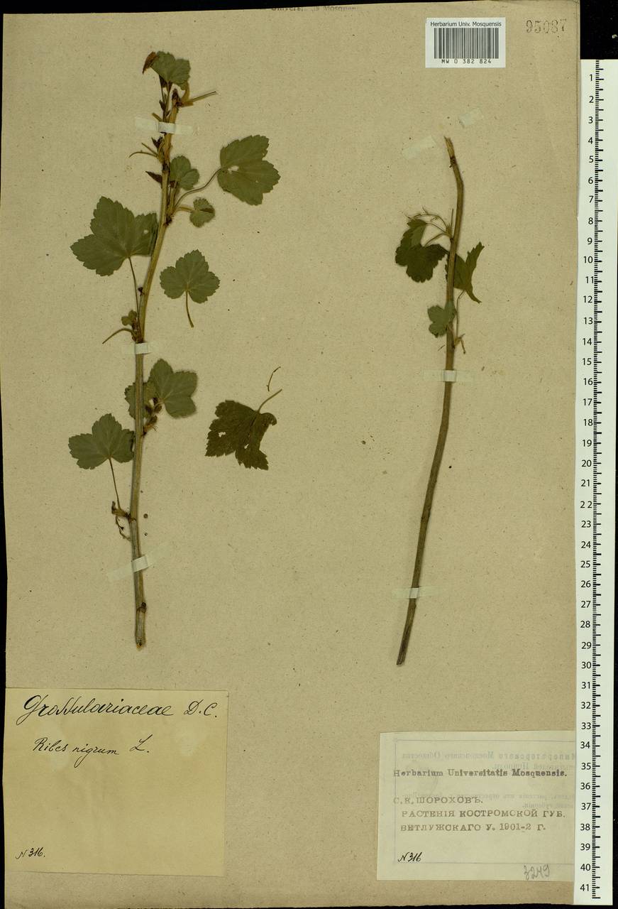 Ribes nigrum L., Eastern Europe, Volga-Kama region (E7) (Russia)