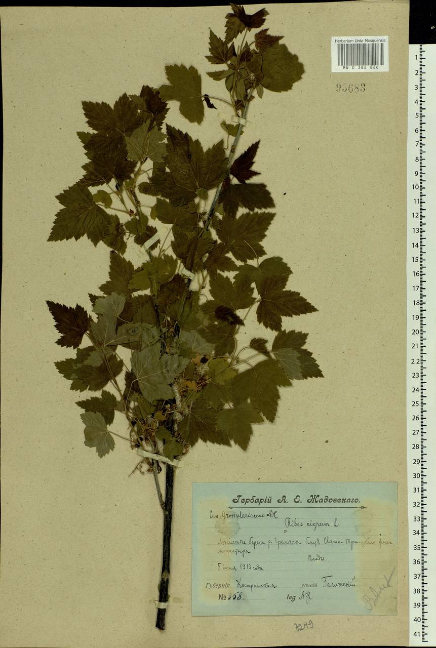 Ribes nigrum L., Eastern Europe, Central forest region (E5) (Russia)