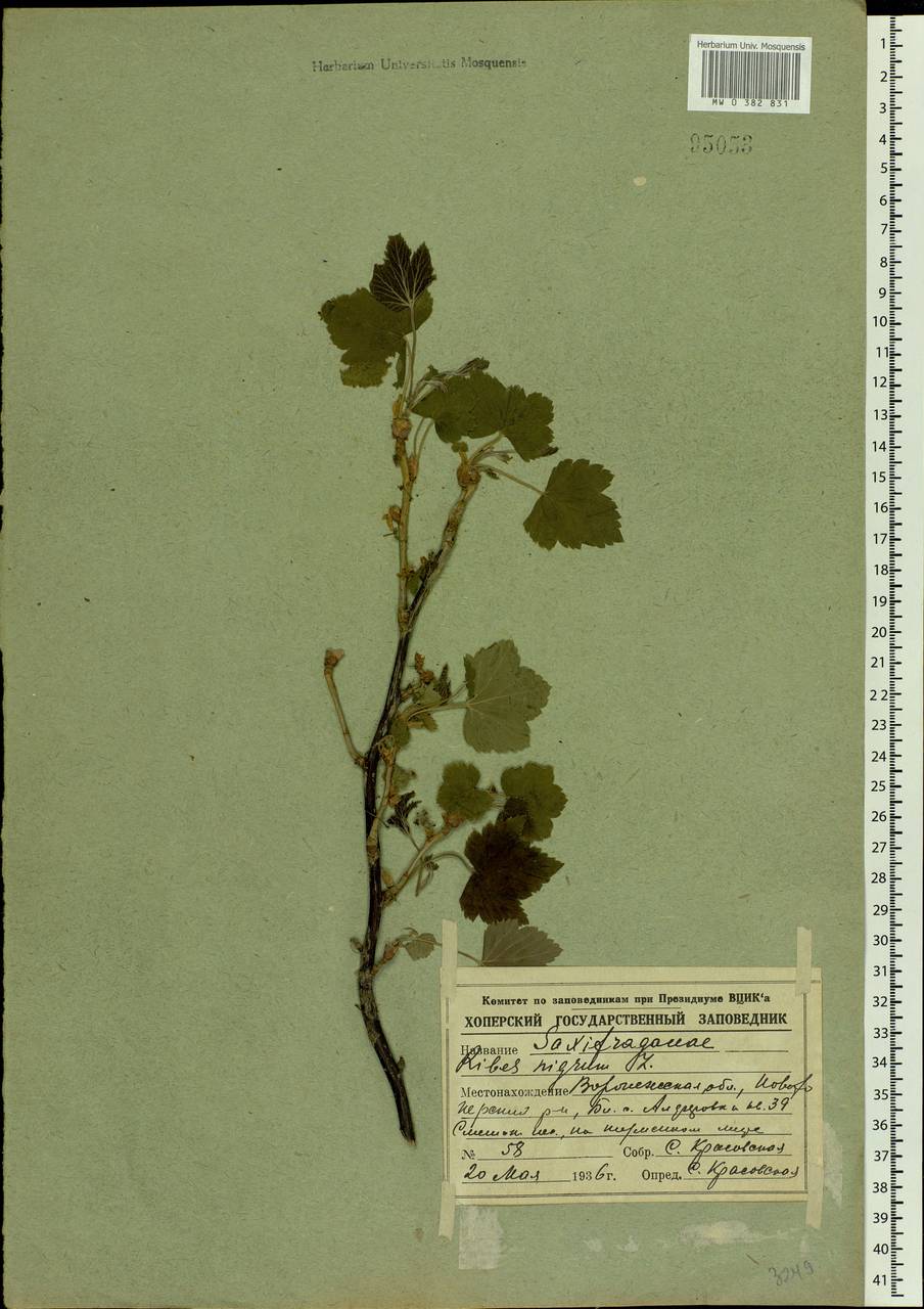 Ribes nigrum L., Eastern Europe, Central forest-and-steppe region (E6) (Russia)