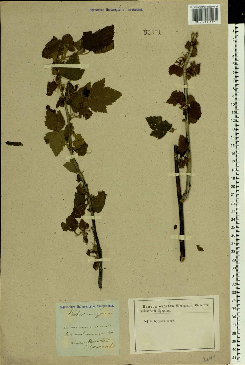 Ribes nigrum L., Eastern Europe, Central forest-and-steppe region (E6) (Russia)