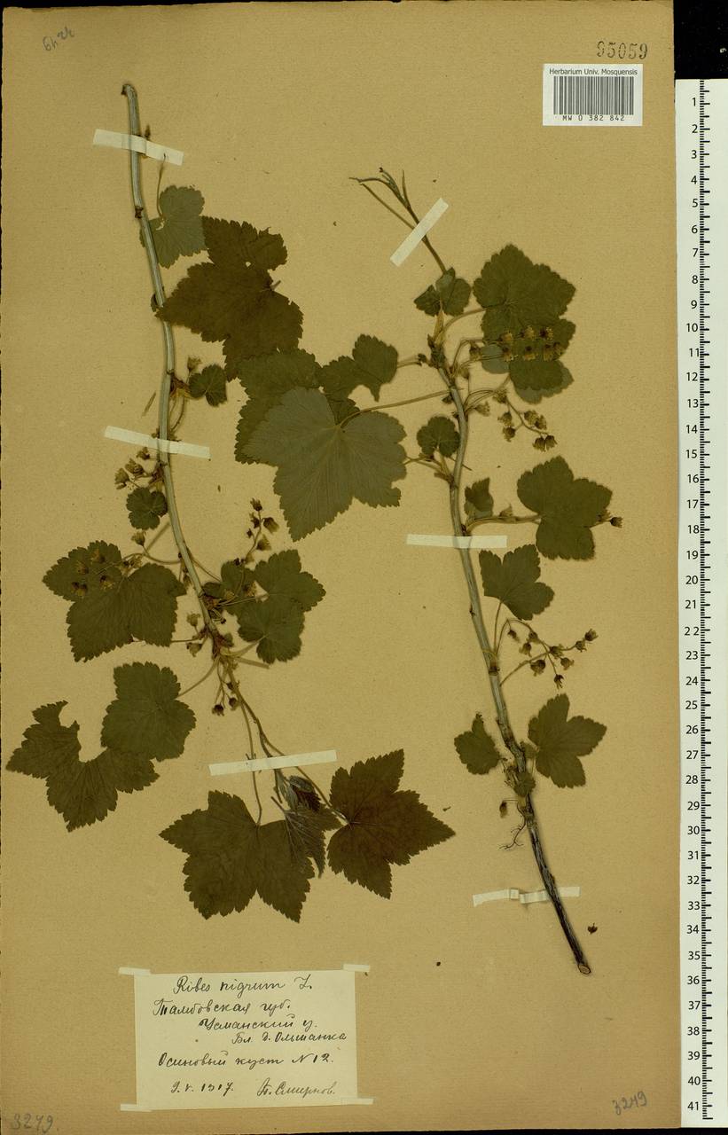 Ribes nigrum L., Eastern Europe, Central forest-and-steppe region (E6) (Russia)