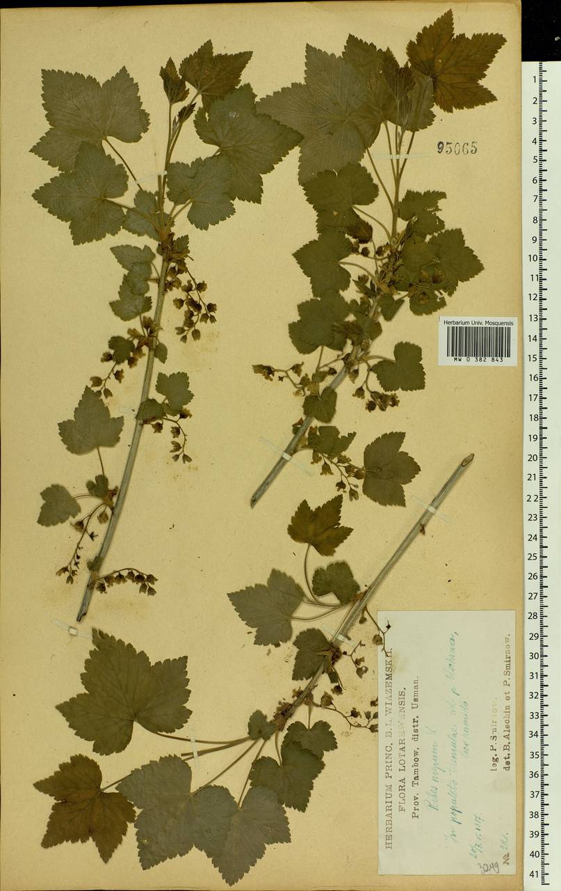 Ribes nigrum L., Eastern Europe, Central forest-and-steppe region (E6) (Russia)