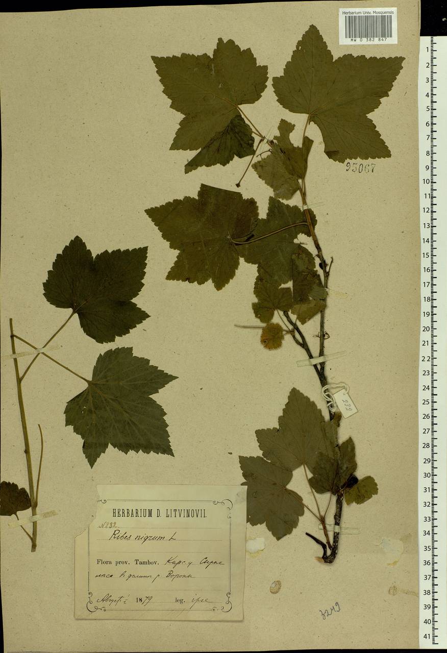 Ribes nigrum L., Eastern Europe, Central forest-and-steppe region (E6) (Russia)