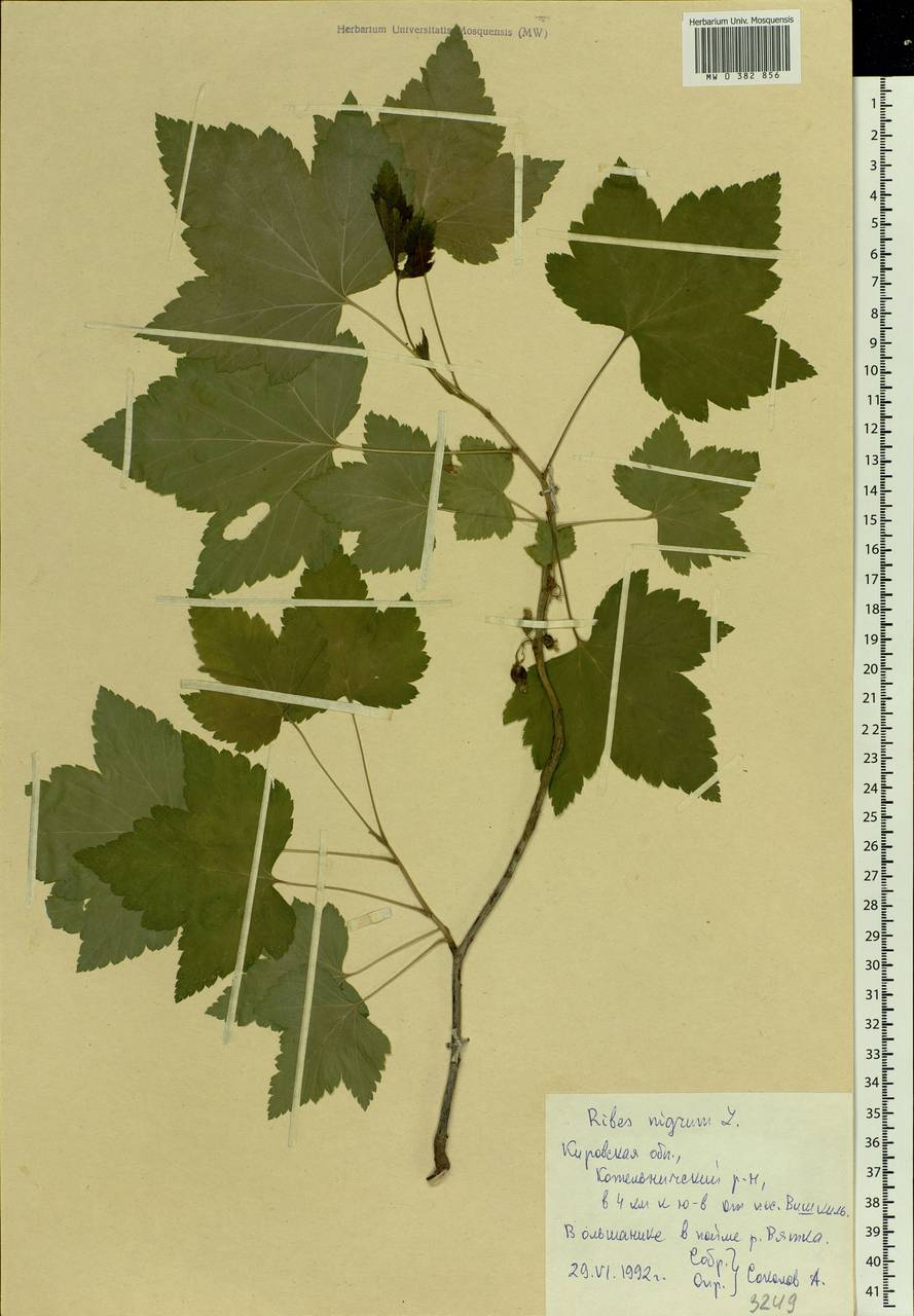 Ribes nigrum L., Eastern Europe, Volga-Kama region (E7) (Russia)