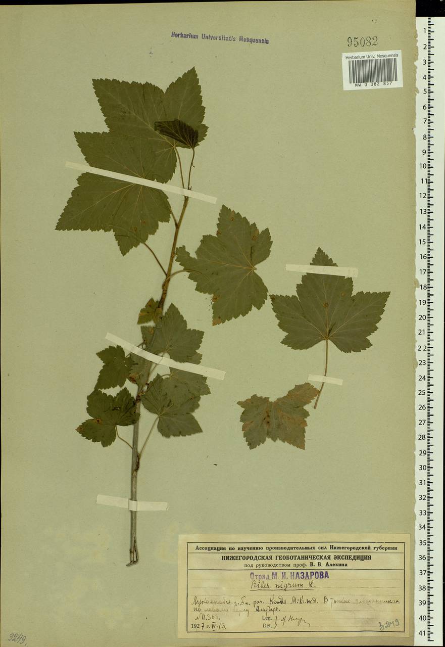 Ribes nigrum L., Eastern Europe, Middle Volga region (E8) (Russia)
