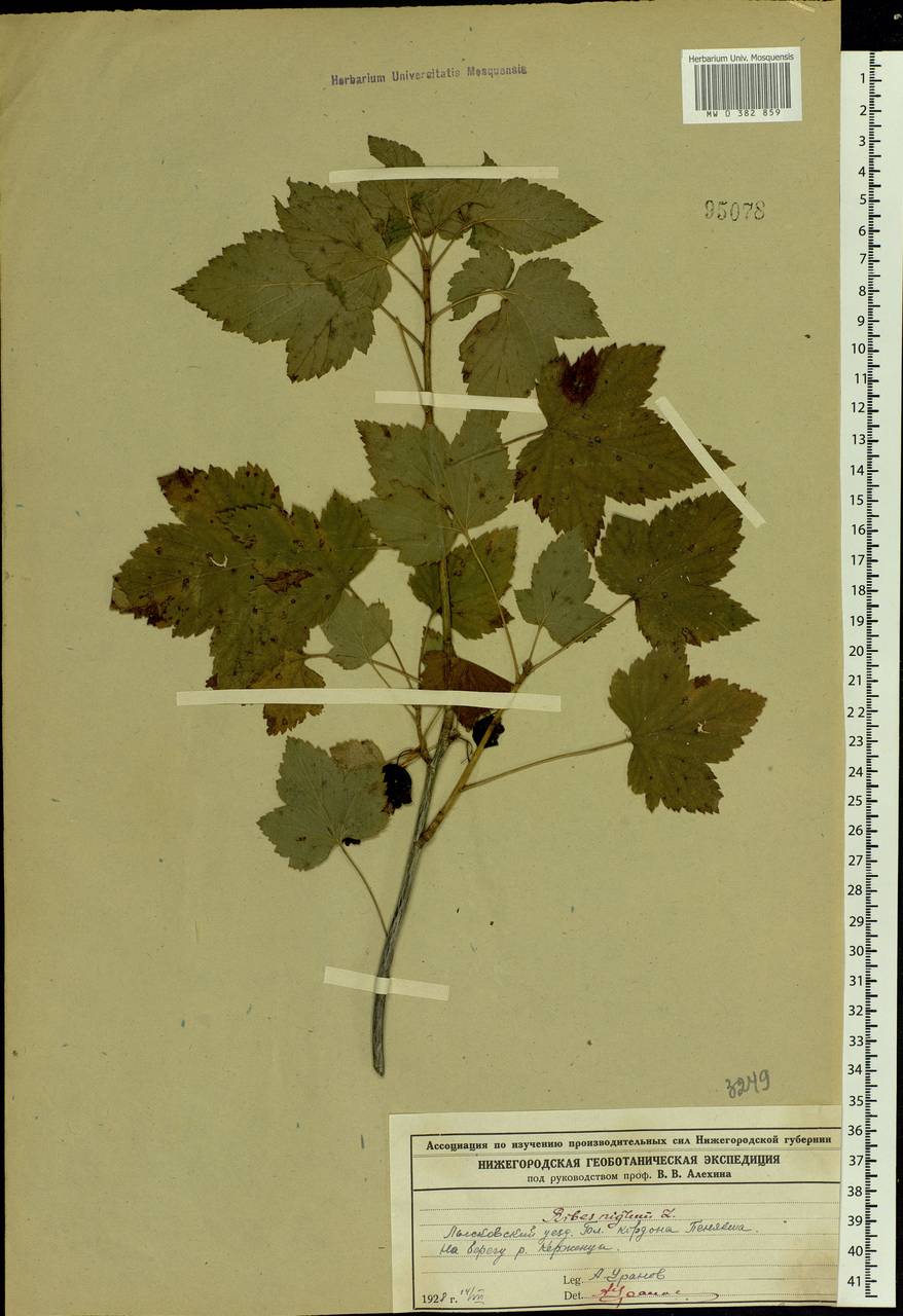 Ribes nigrum L., Eastern Europe, Volga-Kama region (E7) (Russia)