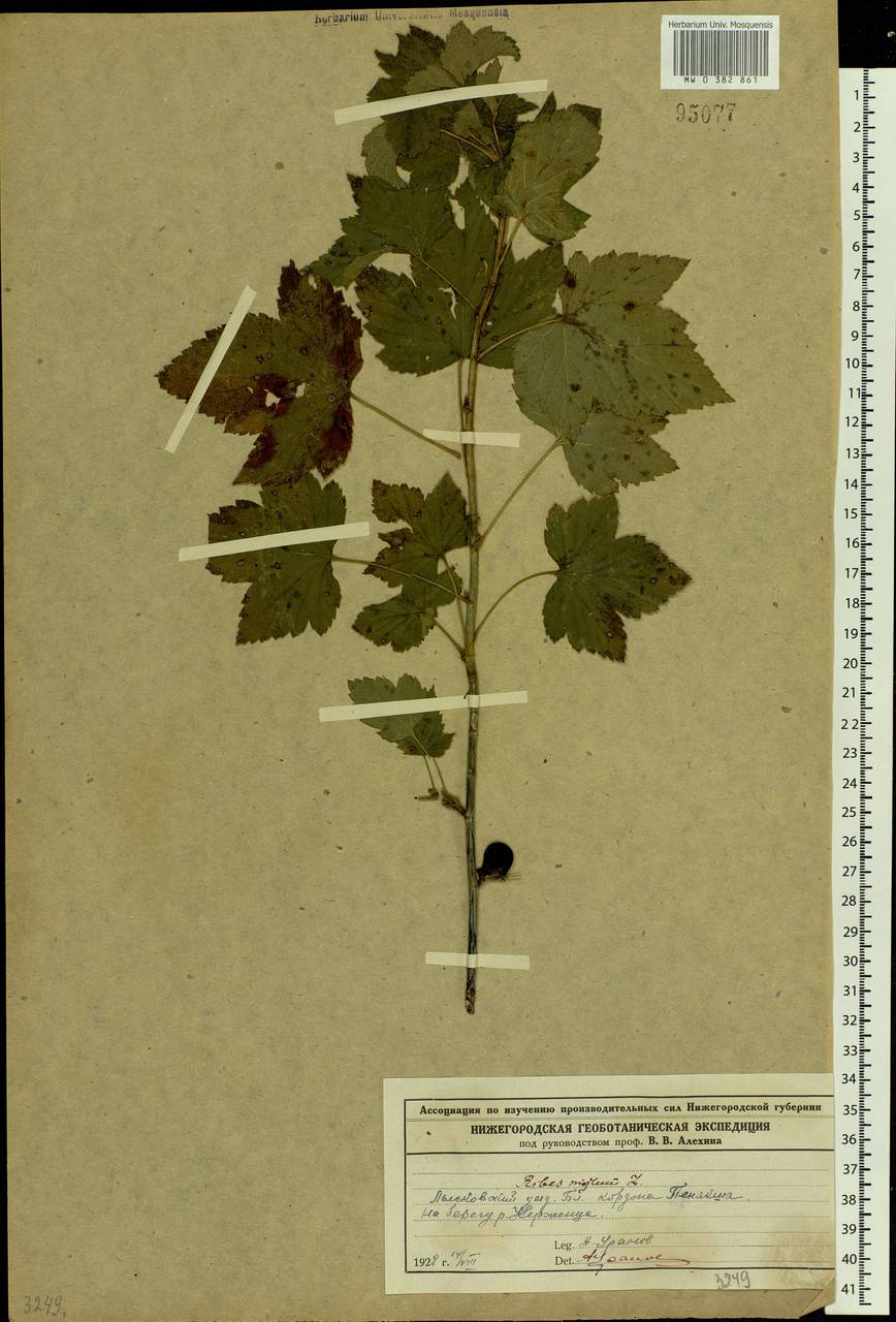 Ribes nigrum L., Eastern Europe, Volga-Kama region (E7) (Russia)