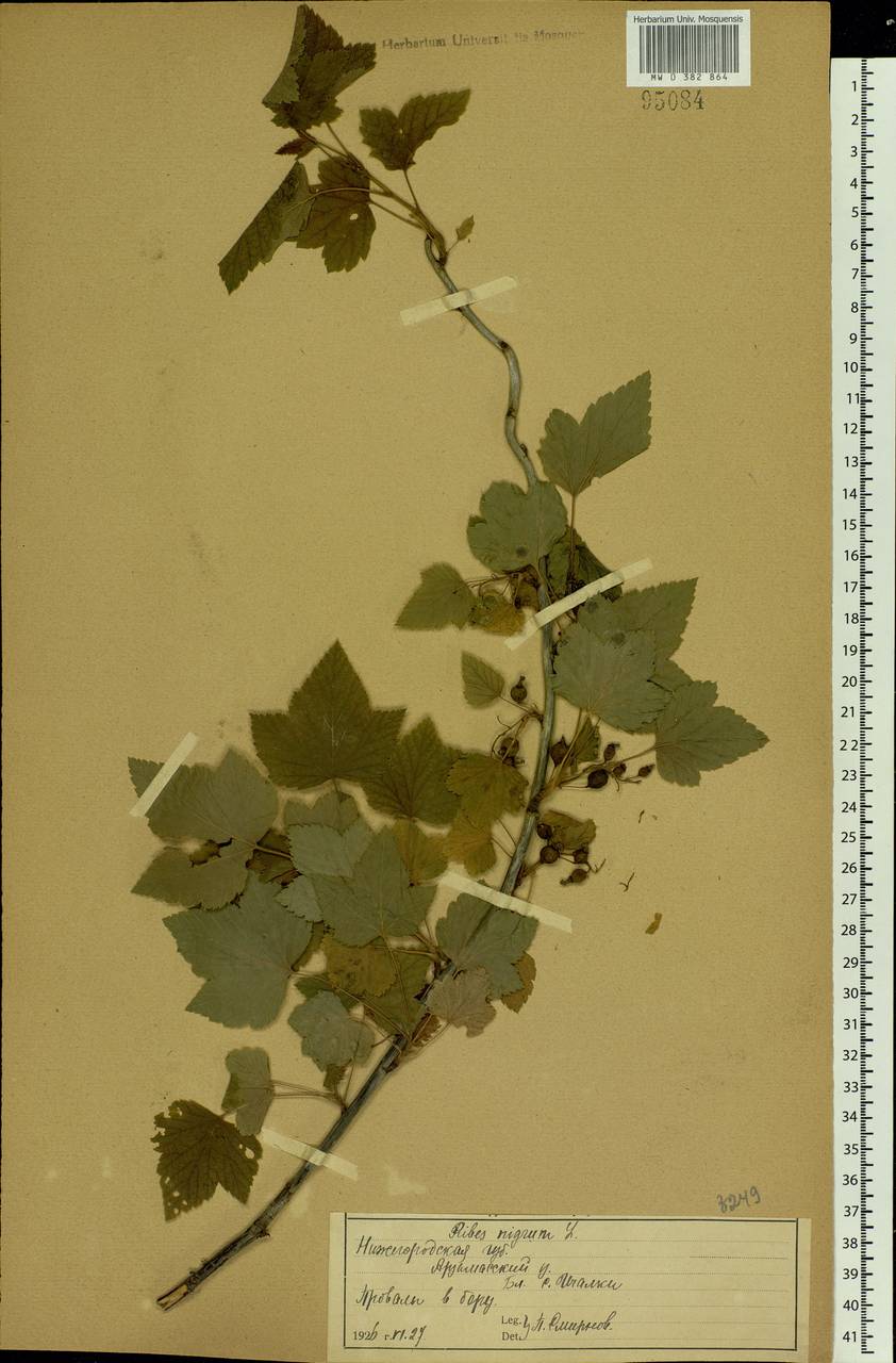 Ribes nigrum L., Eastern Europe, Volga-Kama region (E7) (Russia)