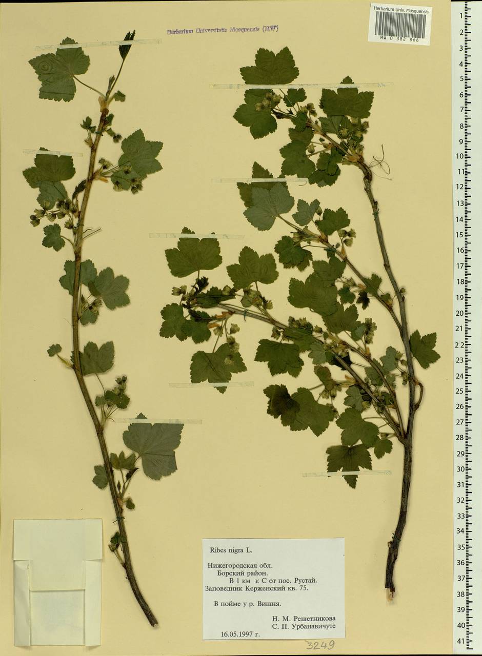 Ribes nigrum L., Eastern Europe, Volga-Kama region (E7) (Russia)