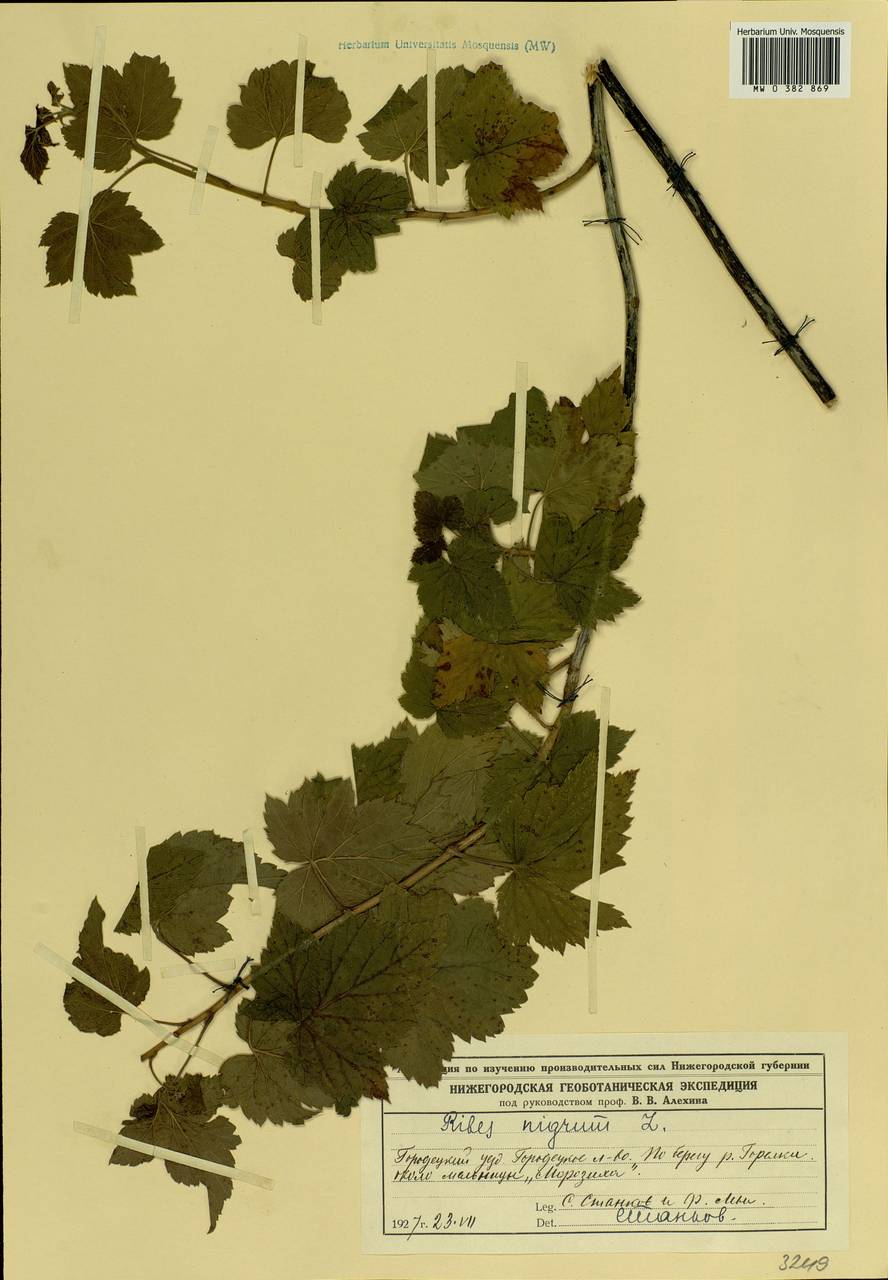Ribes nigrum L., Eastern Europe, Volga-Kama region (E7) (Russia)