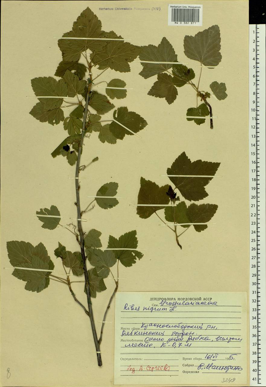 Ribes nigrum L., Eastern Europe, Middle Volga region (E8) (Russia)