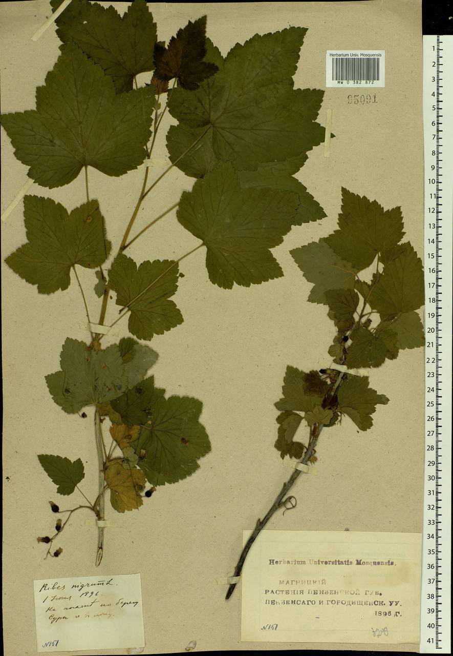 Ribes nigrum L., Eastern Europe, Middle Volga region (E8) (Russia)