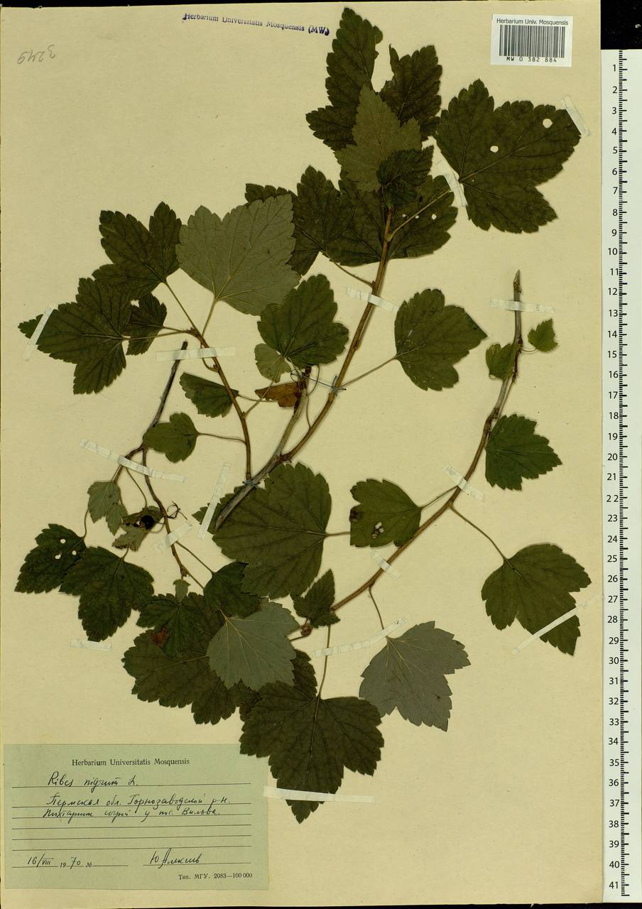 Ribes nigrum L., Eastern Europe, Eastern region (E10) (Russia)