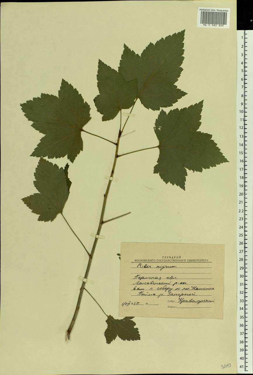 Ribes nigrum L., Eastern Europe, Eastern region (E10) (Russia)