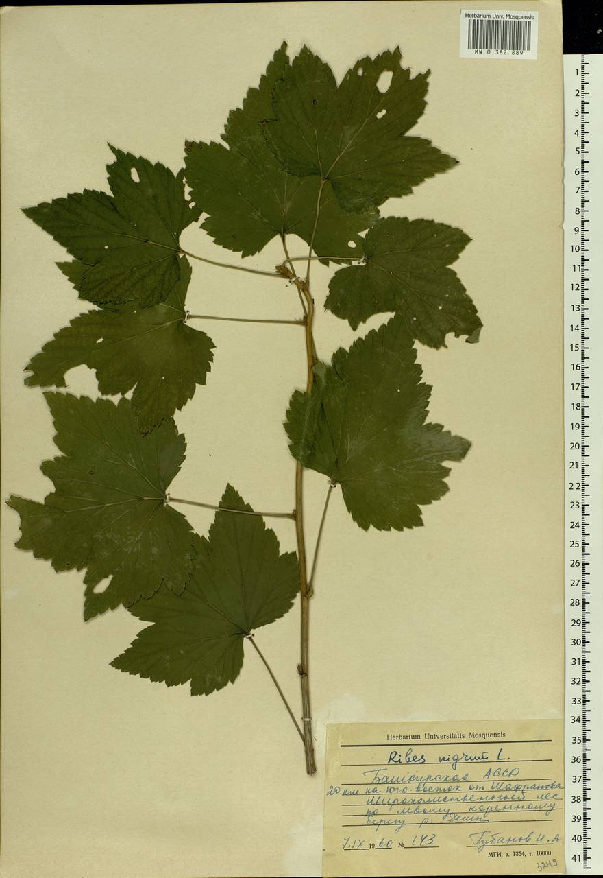 Ribes nigrum L., Eastern Europe, Eastern region (E10) (Russia)