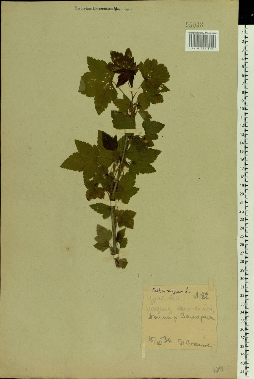 Ribes nigrum L., Eastern Europe, Eastern region (E10) (Russia)