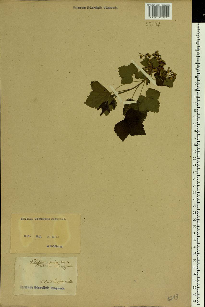 Ribes nigrum L., Eastern Europe, North Ukrainian region (E11) (Ukraine)