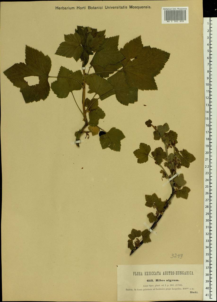 Ribes nigrum L., Eastern Europe, West Ukrainian region (E13) (Ukraine)