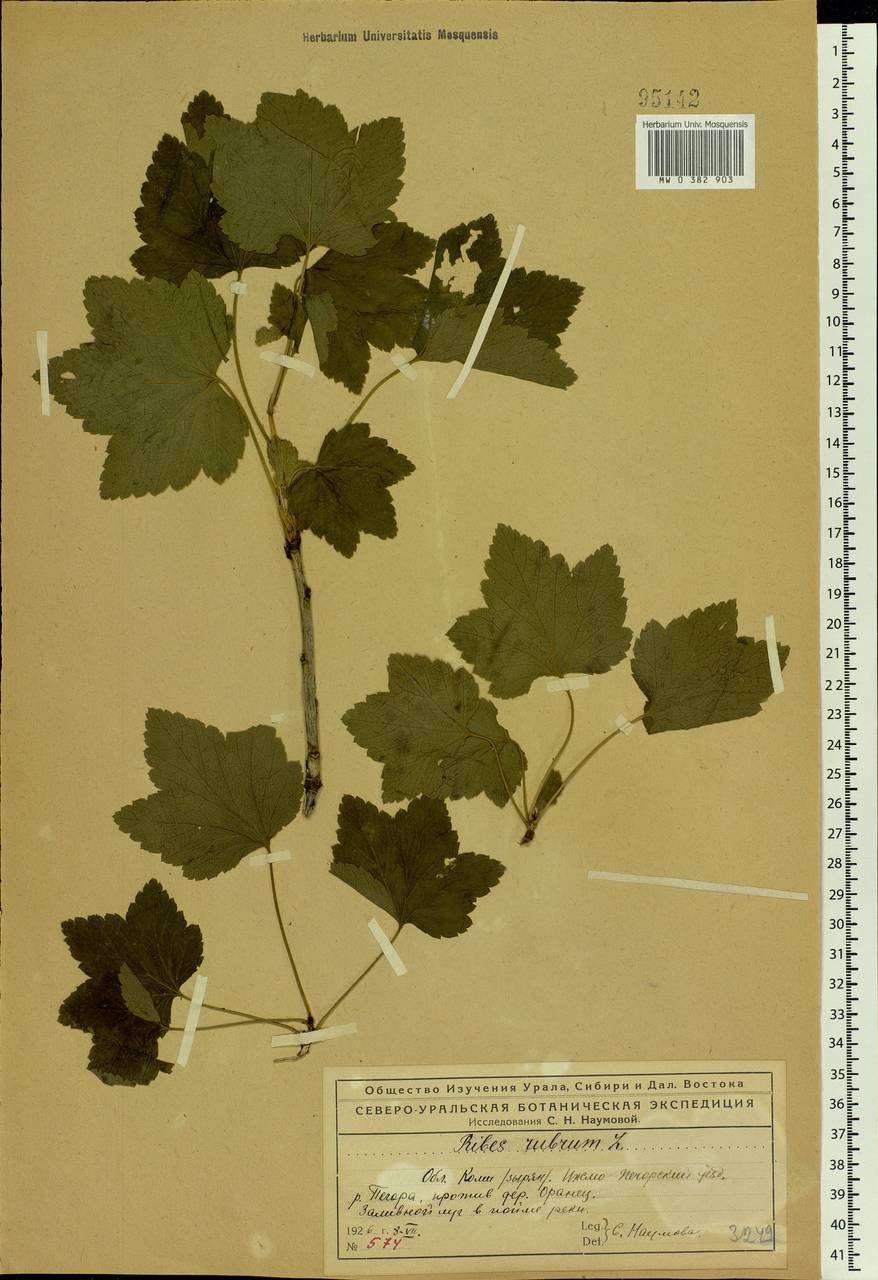 Ribes rubrum L., Eastern Europe, Northern region (E1) (Russia)
