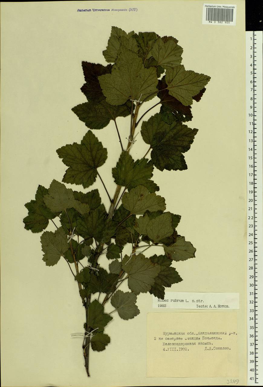 Ribes rubrum L., Eastern Europe, Northern region (E1) (Russia)