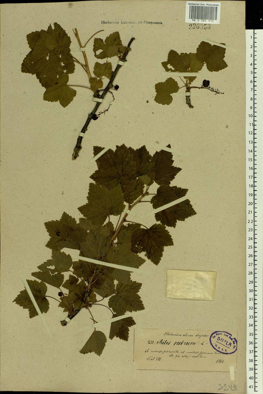 Ribes rubrum L., Eastern Europe, North-Western region (E2) (Russia)