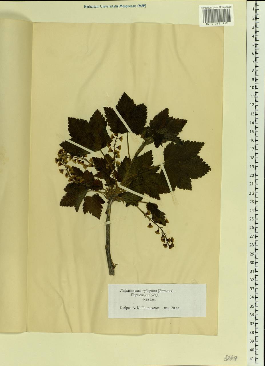 Ribes rubrum L., Eastern Europe, Estonia (E2c) (Estonia)