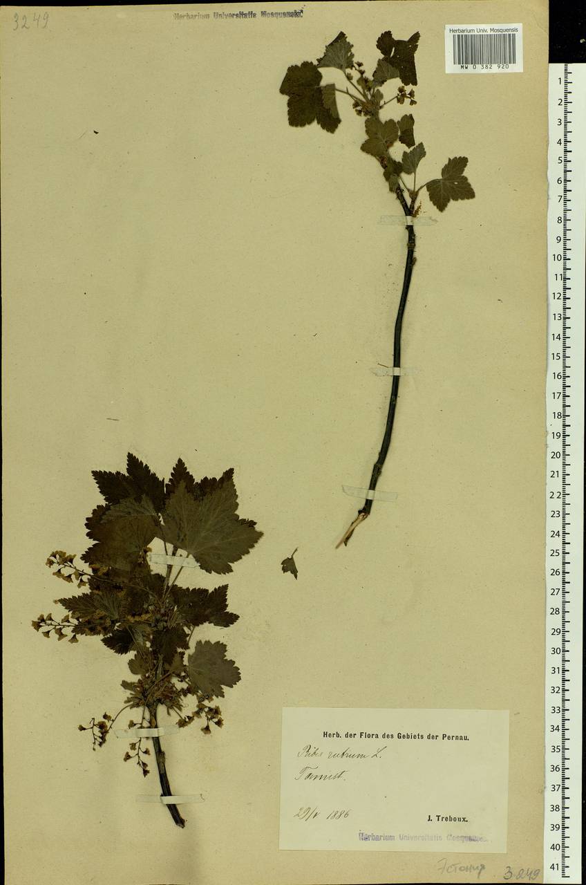 Ribes rubrum L., Eastern Europe, Estonia (E2c) (Estonia)