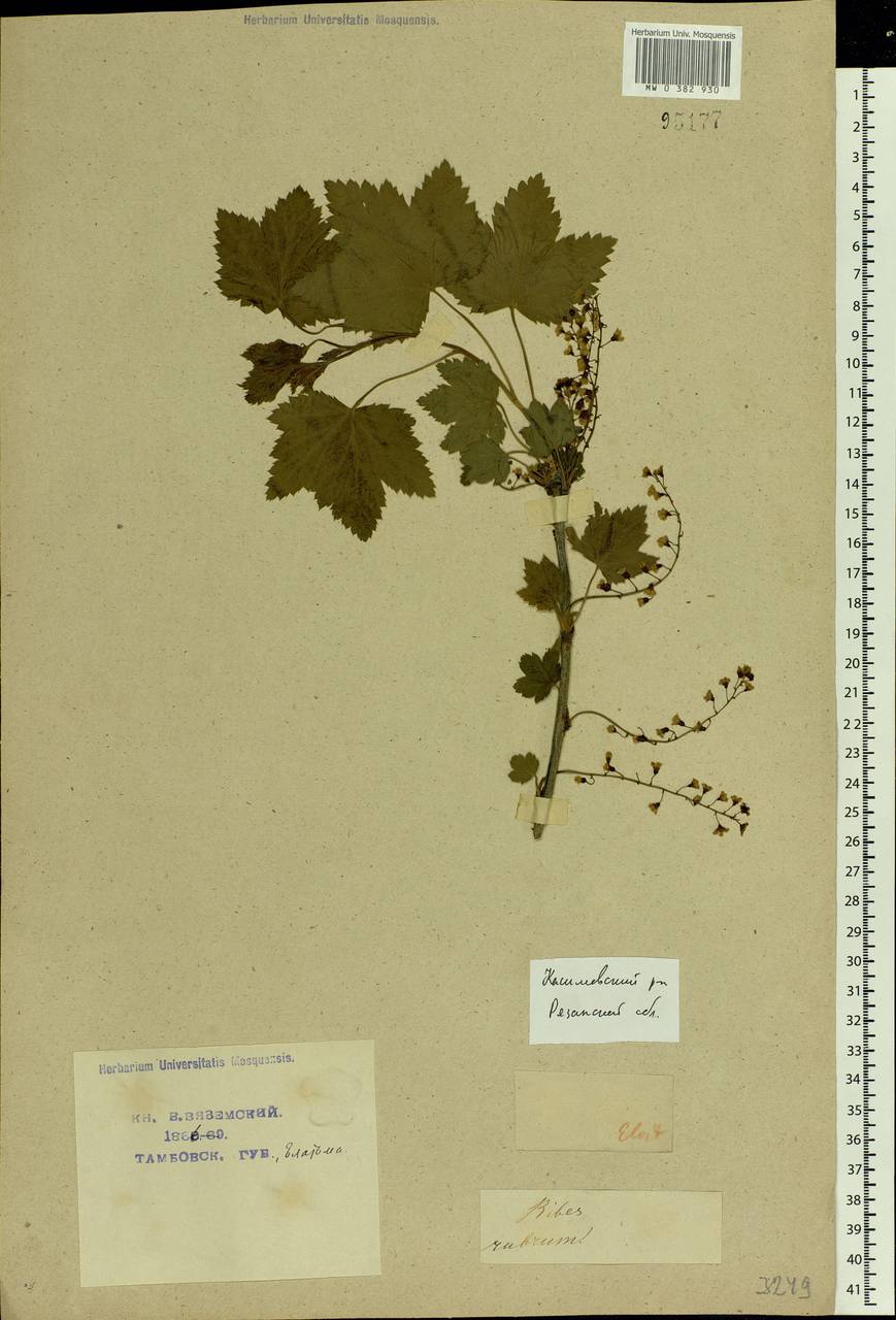 Ribes rubrum L., Eastern Europe, Central region (E4) (Russia)