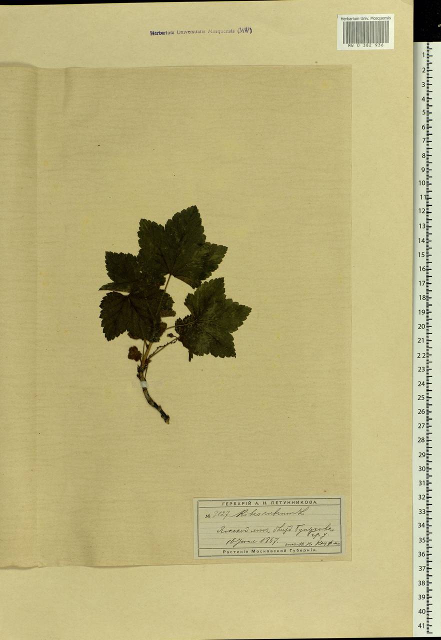 Ribes rubrum L., Eastern Europe, Moscow region (E4a) (Russia)