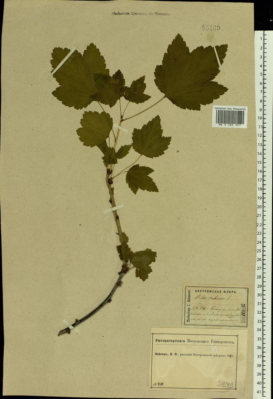 Ribes rubrum L., Eastern Europe, Central forest region (E5) (Russia)