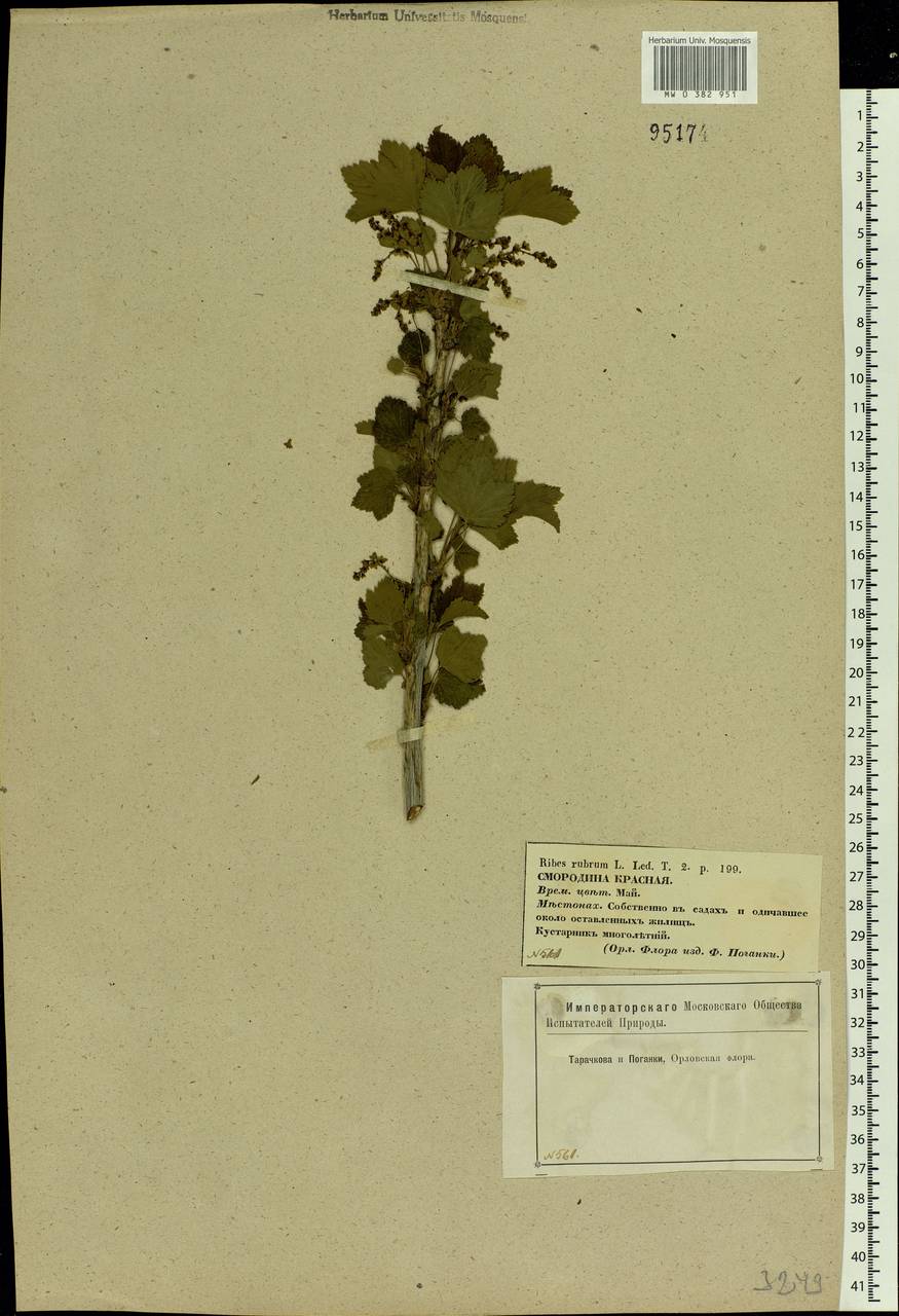 Ribes rubrum L., Eastern Europe, Central forest-and-steppe region (E6) (Russia)