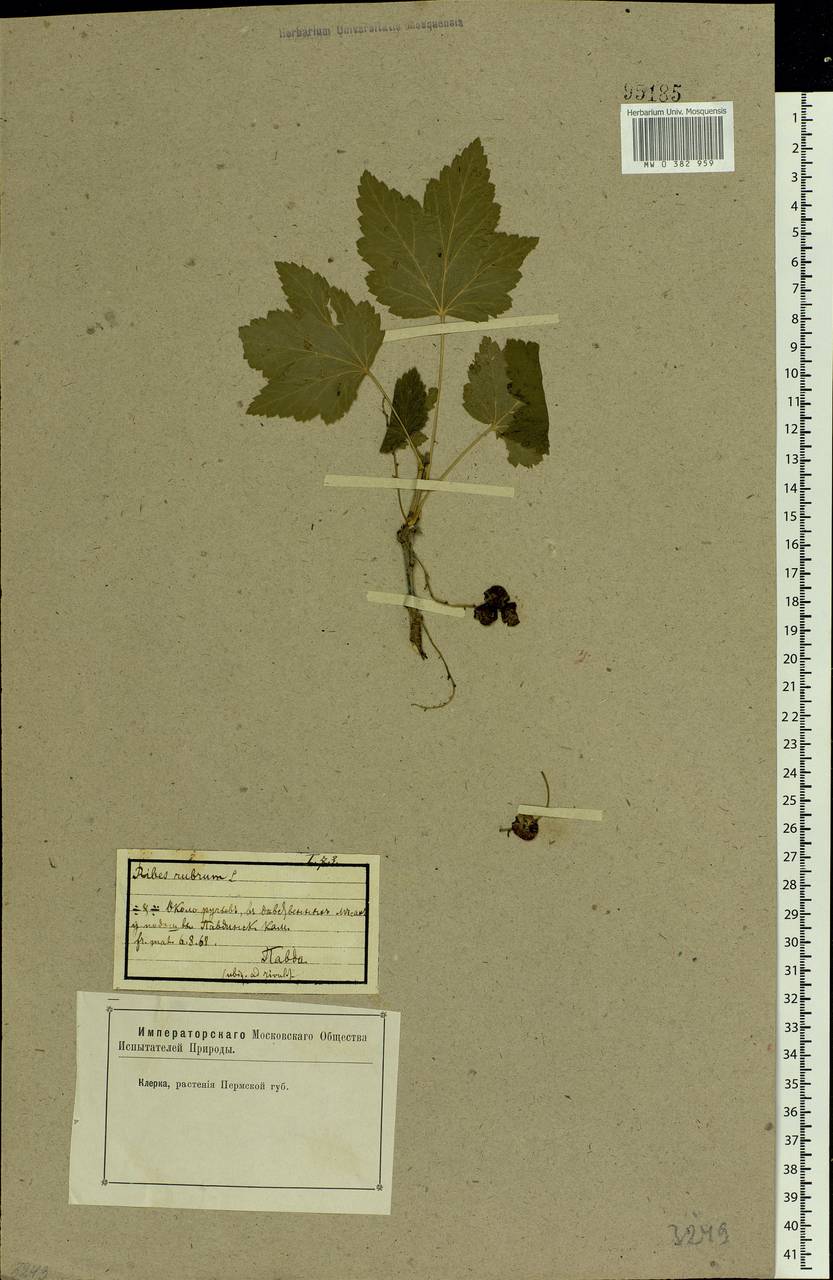 Ribes rubrum L., Eastern Europe, Eastern region (E10) (Russia)