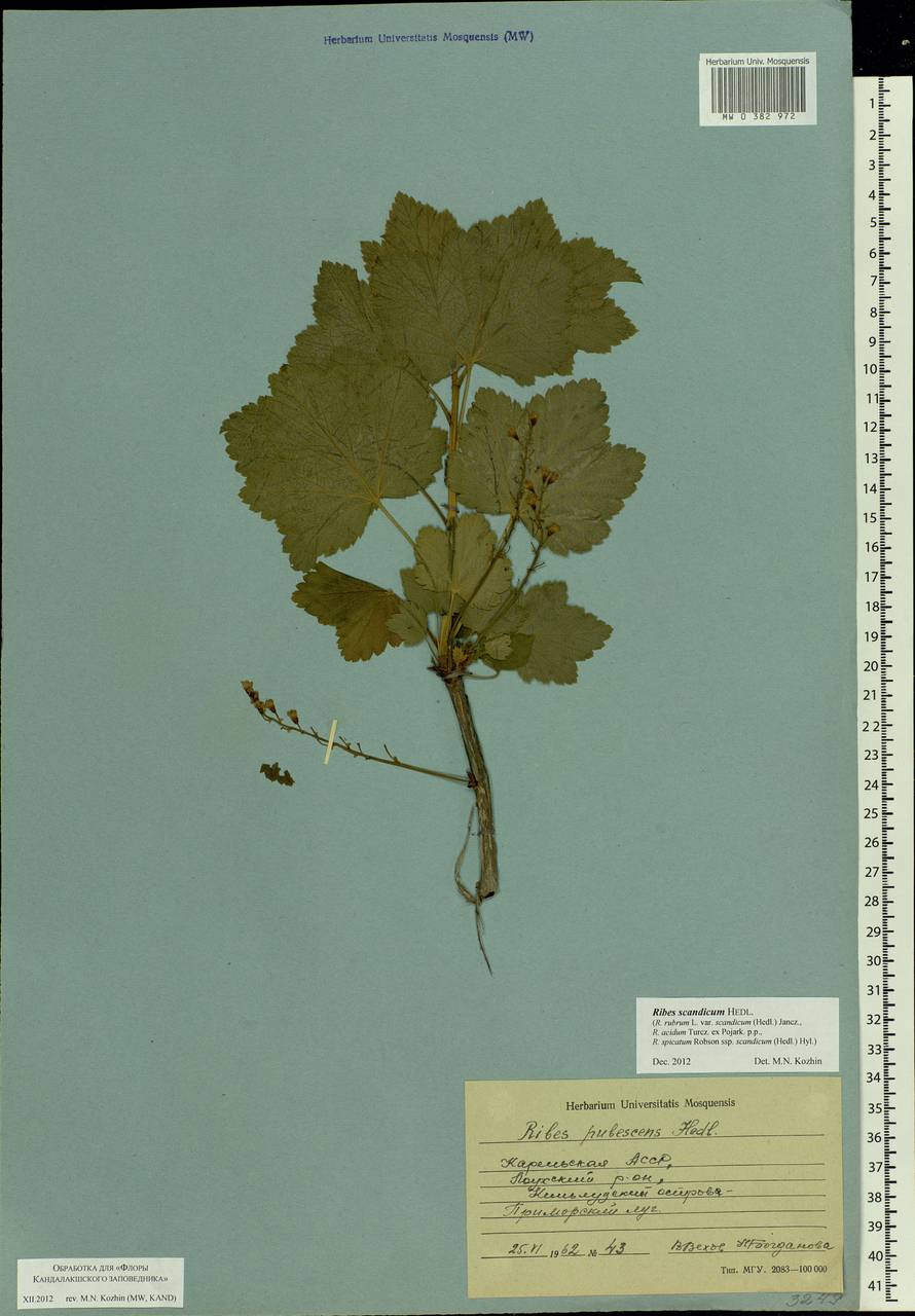 Ribes rubrum L., Eastern Europe, Northern region (E1) (Russia)