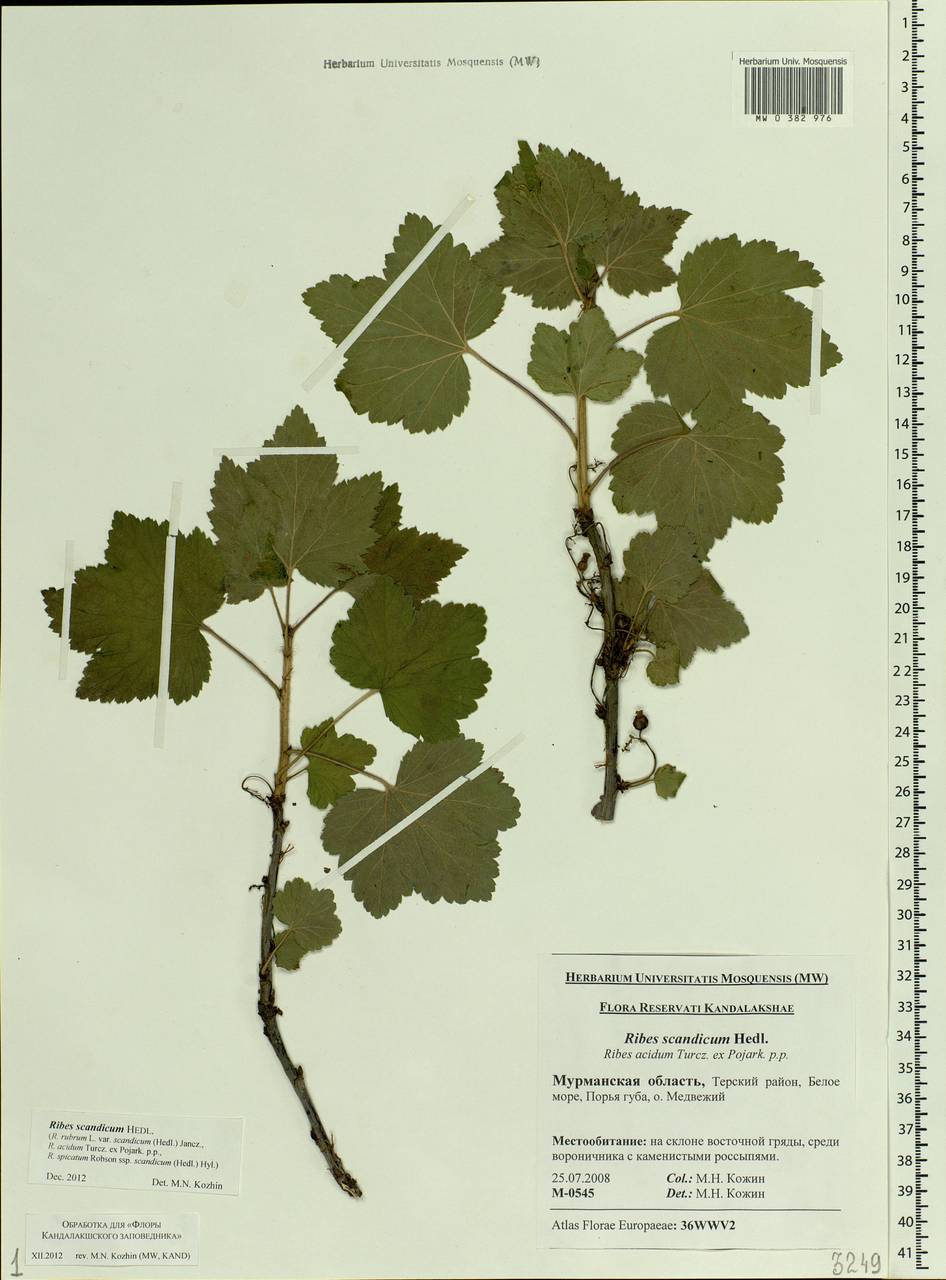 Ribes rubrum L., Eastern Europe, Northern region (E1) (Russia)