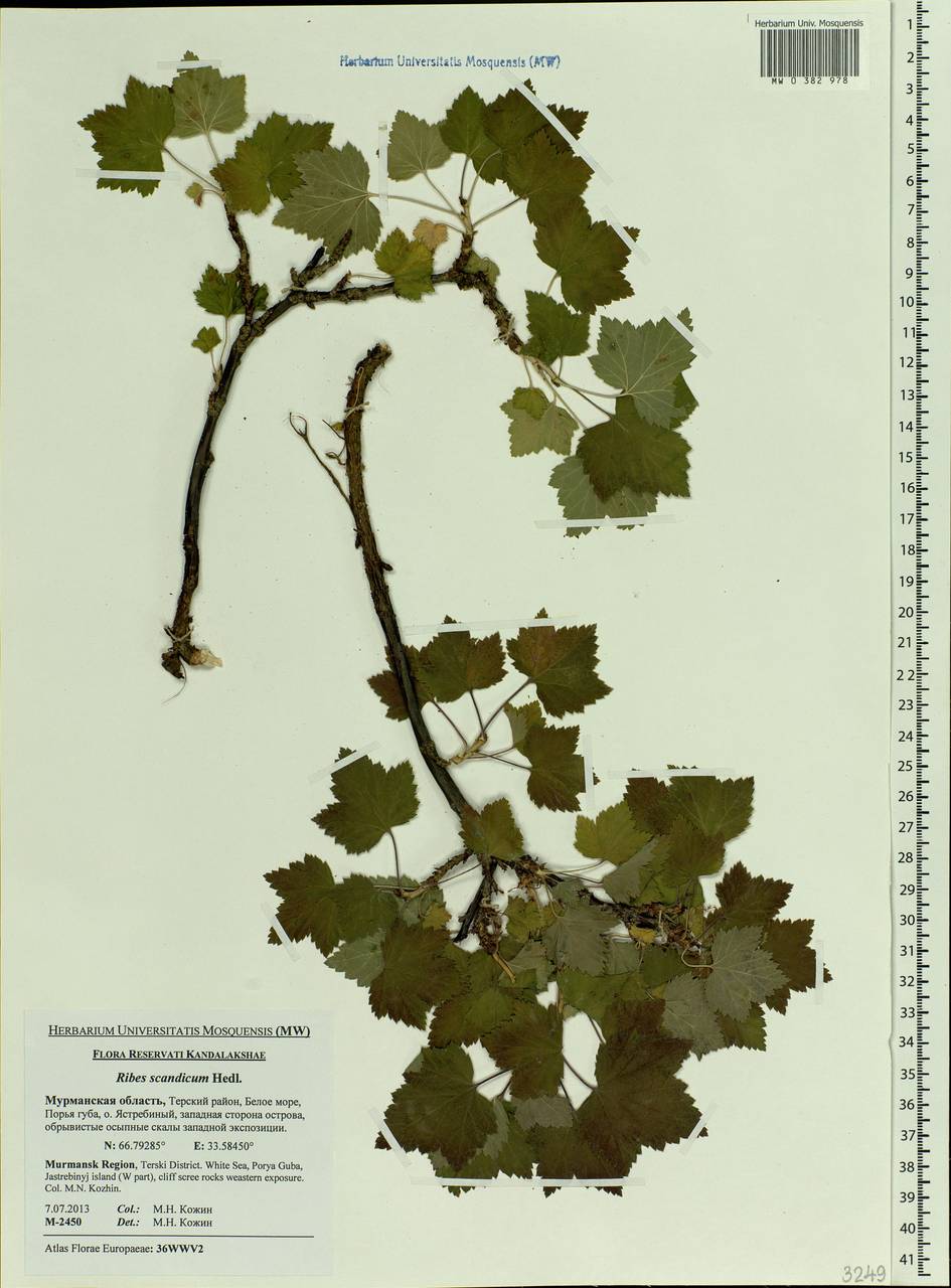 Ribes rubrum L., Eastern Europe, Northern region (E1) (Russia)
