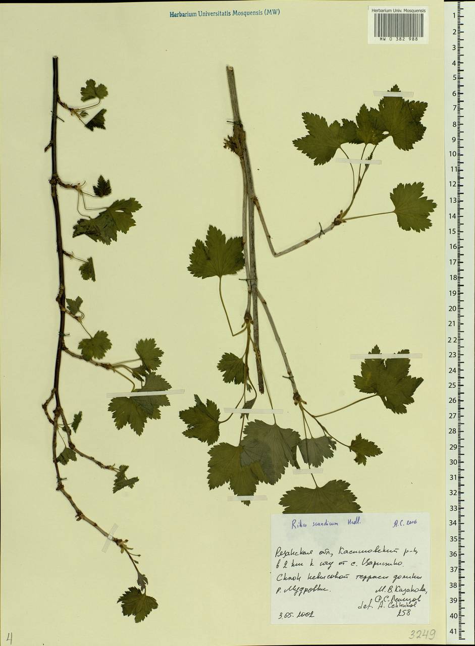 Ribes rubrum L., Eastern Europe, Central region (E4) (Russia)