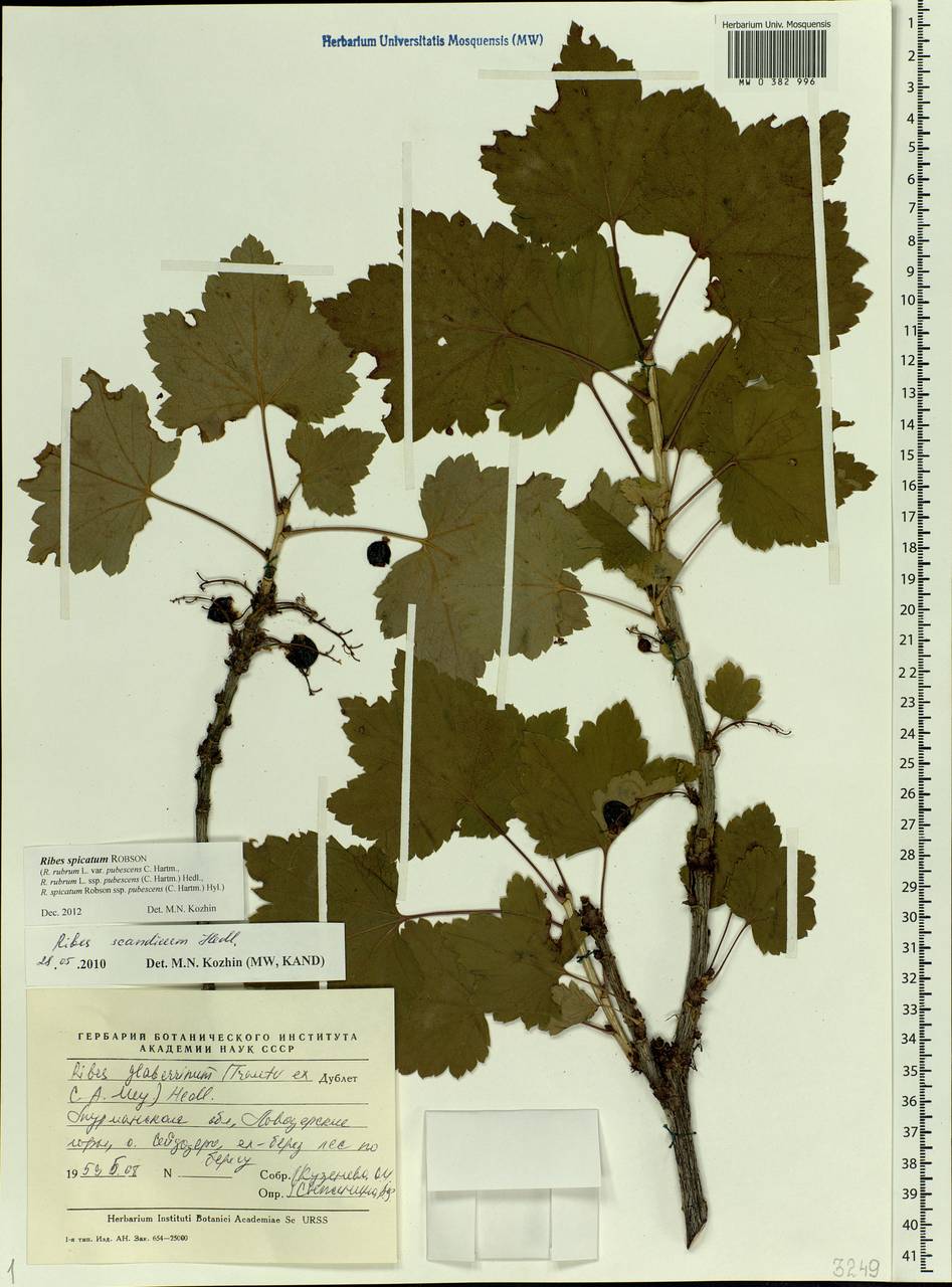 Ribes spicatum E.Robson, Eastern Europe, Northern region (E1) (Russia)