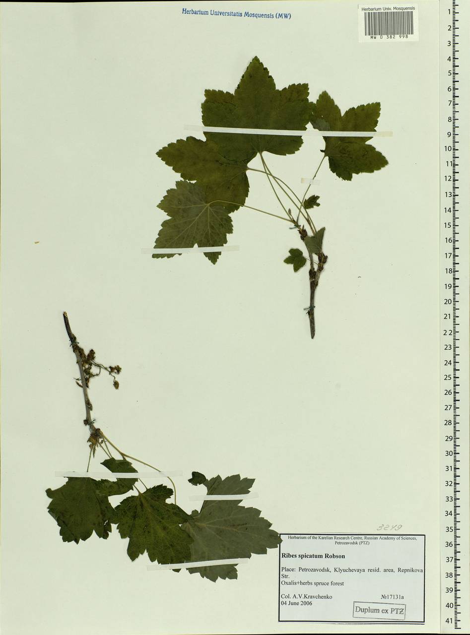 Ribes spicatum E.Robson, Eastern Europe, Northern region (E1) (Russia)