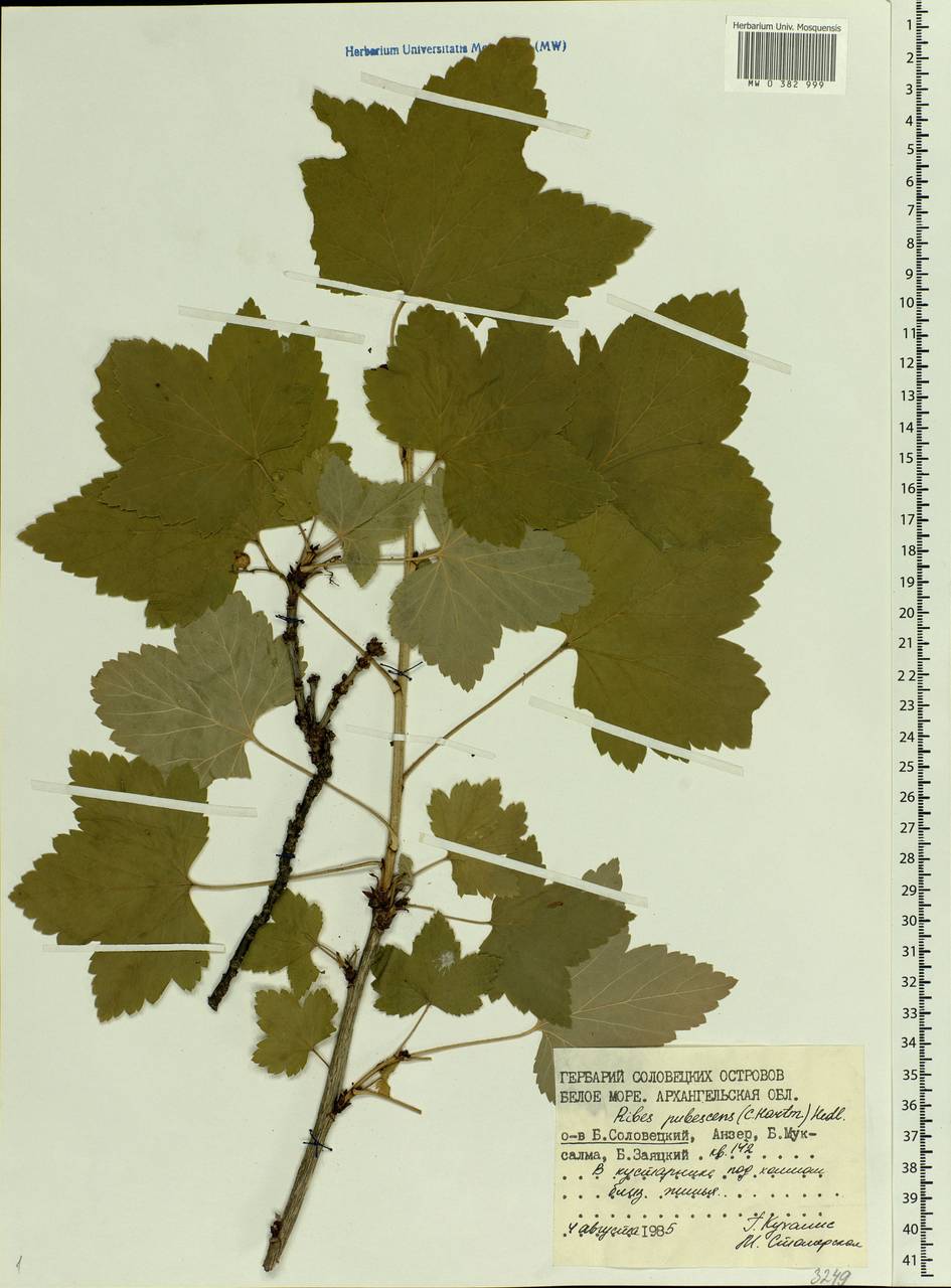 Ribes spicatum, Eastern Europe, Northern region (E1) (Russia)
