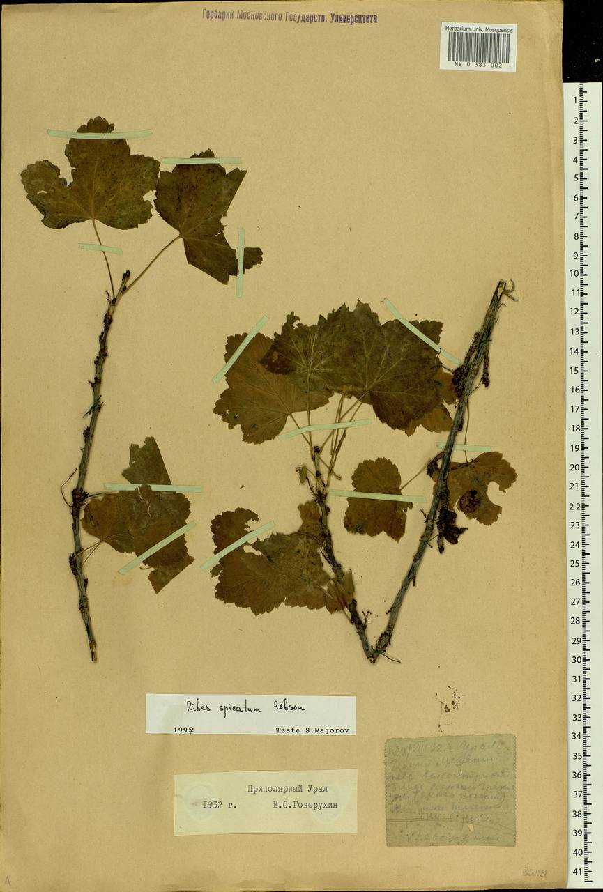 Ribes spicatum, Siberia, Western Siberia (S1) (Russia)