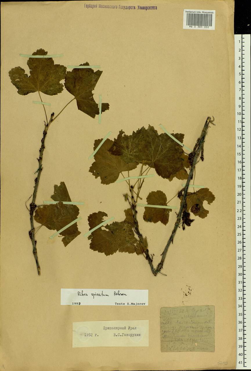 Ribes spicatum E.Robson, Siberia, Western Siberia (S1) (Russia)