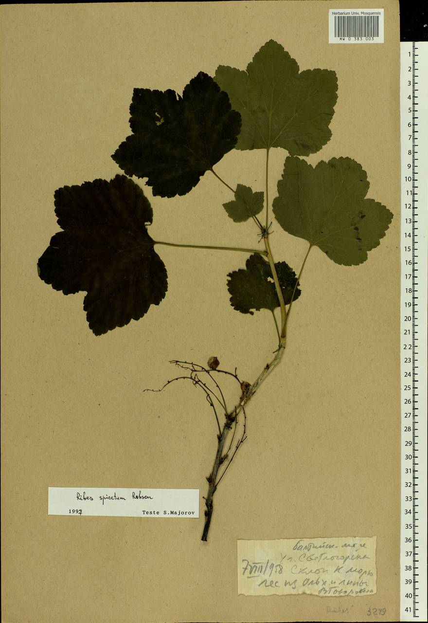 Ribes spicatum E.Robson, Eastern Europe, North-Western region (E2) (Russia)