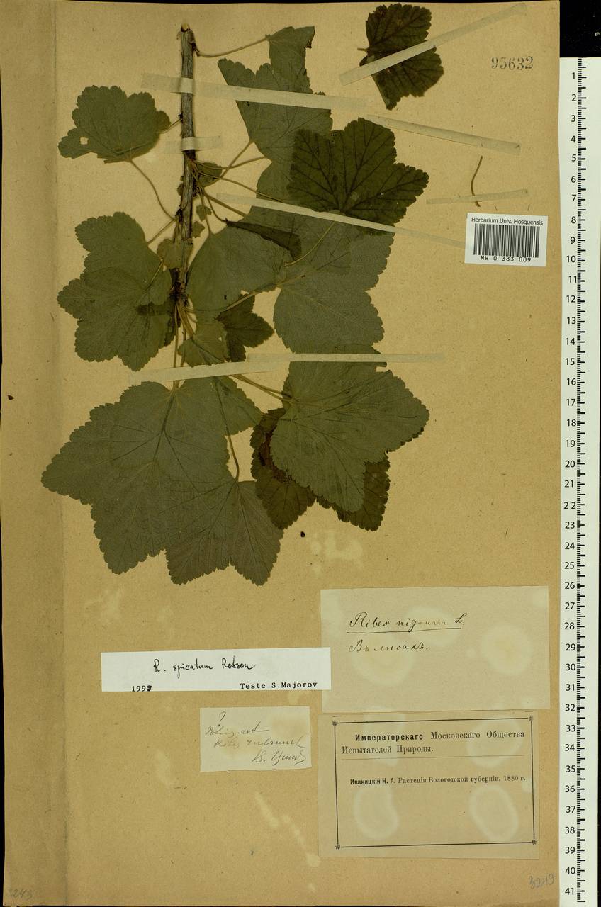 Ribes spicatum E.Robson, Eastern Europe, Northern region (E1) (Russia)